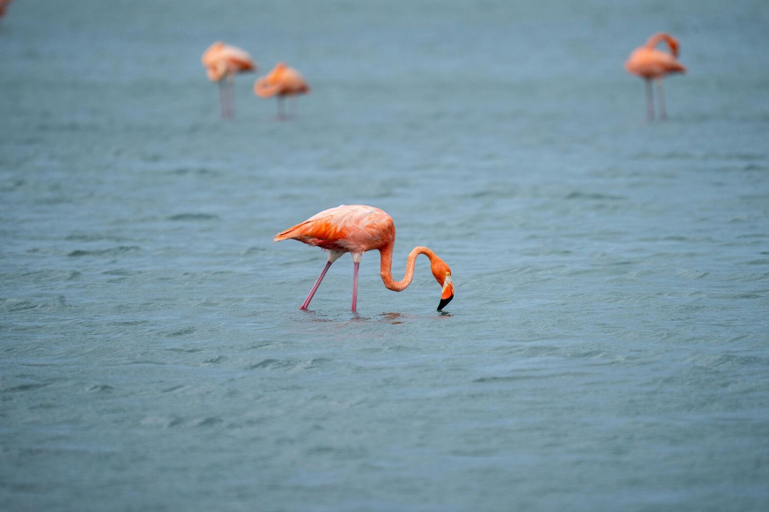Een flamingo in het water, samen met andere flamingo's. 