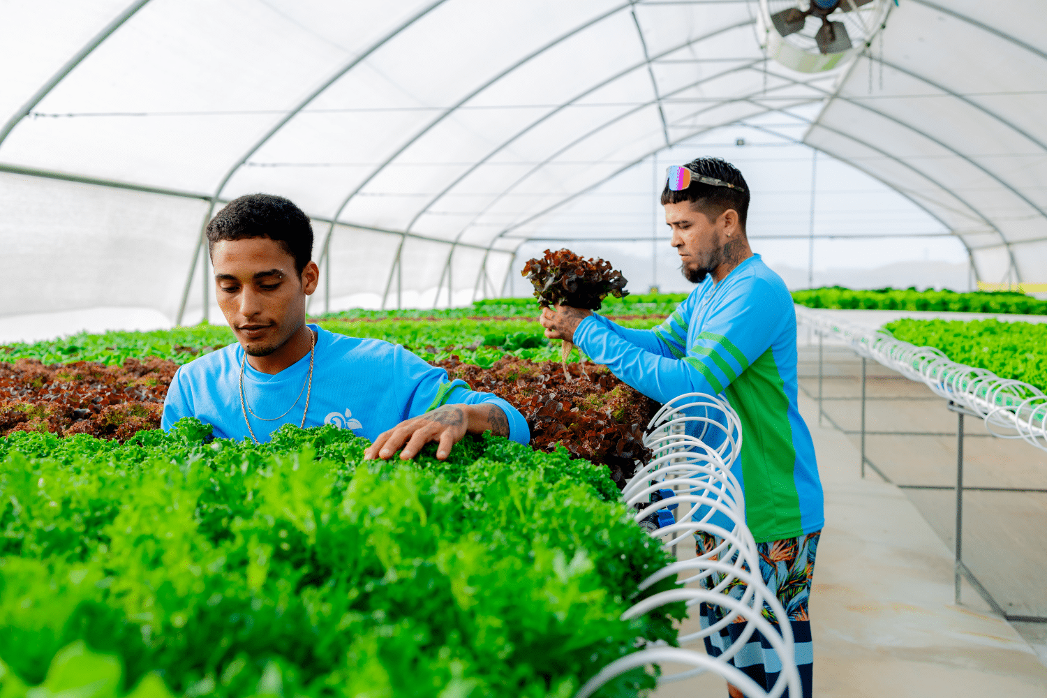 Twee mannen in blauwe werk shirts bekijken groente