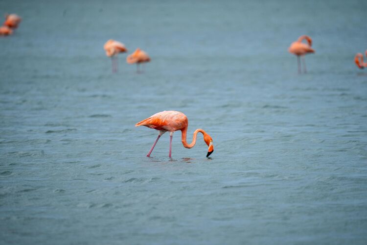 flamingo-in-water
