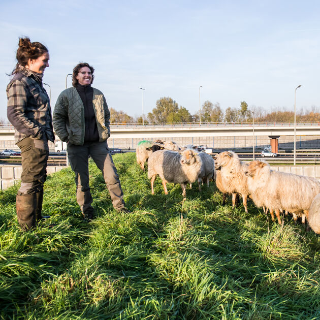 Schapen lopen langs de snelweg op het gras met een vrouw erbij.