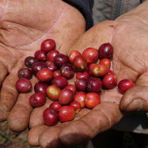 Twee handen vol met koffiebonen.