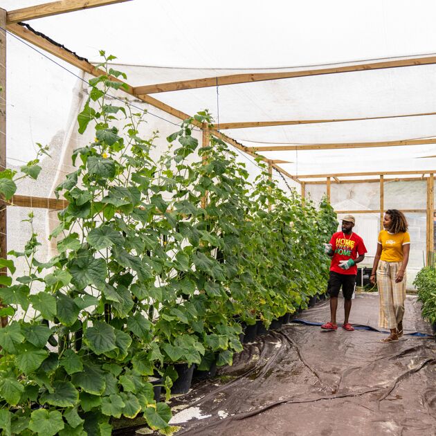 tuinders-in-kas-met-planten