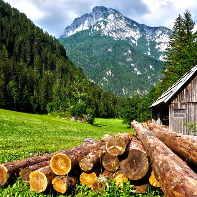 bergen in de alpen met boomstammen, bomen en groen gras