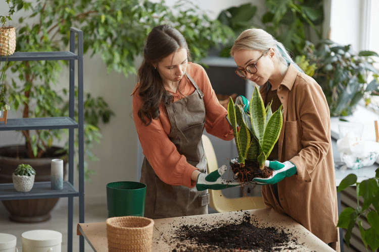 Twee vrouwen verpotten plant met potgrond op de tafel