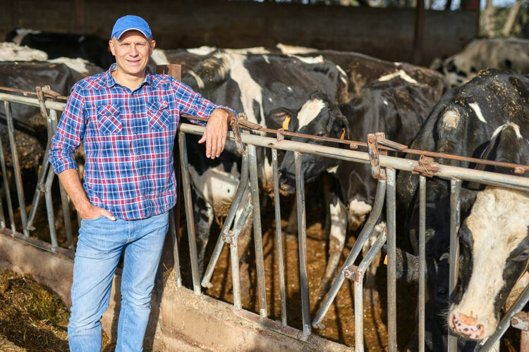 boer-leunt-op-hek-voor-koeien